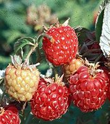 fertodi zamatos malna